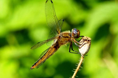 Réf. 235 242 : Libellula fulva
